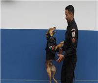 كلب يعمل ضابط شرطة في البرازيل يثير ضجة على مواقع التواصل  