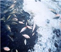 بسبب التغيرات المناخية.. الأسماك تصبح أكثر ميلا للانتحار