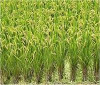 استمرار توريد محصول الأرز لمواقع التجميع بالشرقية