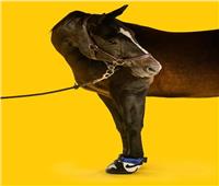 بالصور| ابتكار حذاء للخيول مصنوع من الحدوات