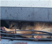 إنقاذ ذئب من الموت علق لأيام في سيارة | صور  