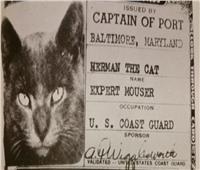 حكايات | هيرمان التاريخي.. أول قط ينضم لقوات خفر السواحل الأمريكية