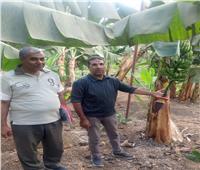 «الزراعة» توجه نصائح مهمة لمزارعي الموز في الغربية 