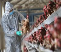 اليابان تعلن عن رصد بؤرة ثانية لإنفلونزا الطيور