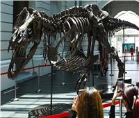 علماء الحفريات يحذرون من بيع هياكل الديناصورات