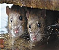 لمنعهم من التسلل مع دخول الشتاء.. 5 طرق لردع الفئران دون سموم