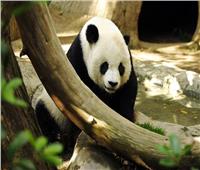 الصين وتايوان يشتركان لعلاج الدب توان توان من ورم خبيث 