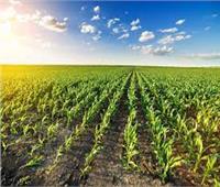الزراعة: نستنبط أنواع مبكرة جديدة للتكيف مع التغيرات المناخية