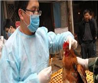 اليابان تعلن من جديد تفشي لـ"إنفلونزا الطيور" وتعدم أكثر من 1.5 مليون دجاجة