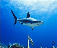 أسماك القرش تساعد في اكتشاف أكبر نظام بيئي للأعشاب البحرية في العالم
