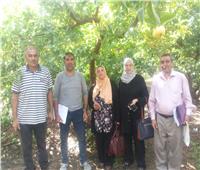 «الزراعة» حملات متابعة وإرشادية لمزارع الفاكهة بالإسكندرية