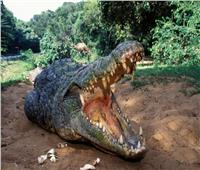 هجوم تمساح غامض ينهي حياة صياد في بحيرة كاريبا