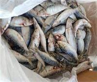 ضبط 5 أطنان أسماك مجمدة مجهولة المصدر بالقليوبية 
