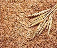 الزراعة: انطلاق الاجتماع الأول للحملة القومية للنهوض بمحصول القمح
