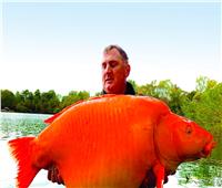 وزنها 30 كيلوجراماً..  بريطاني يصطاد أكبر سمكة ذهبية في العالم