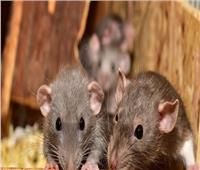 عملت دماغ.. الفئران متهمة بالتهام 200 كيلو جرام من المخدرات في الهند 
