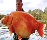 شاهد| بريطاني يصطاد أكبر سمكة ذهبية في العالم.. وزنها ٣٠ كيلو جرام 