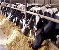الزراعة: «القومي للبتلو» يوافق على اعتماد 16 مليون جنيه للمستفيدين
