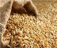 توريد 56 ألف طنًا من الأرز الشعير لمواقع التجميع بالشرقية 