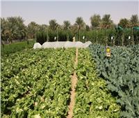 الزراعة: نصدر 350 منتجًا مصريًا إلى 150 دولة حول العالم
