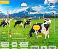 مزرعة المستقبل.. تطوير ساعة ذكية للأبقار