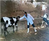 الحكومة تنفي انتشار مرض الحمى القلاعية بين الماشية بسبب غياب حملات التحصين