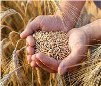 أوكرانيا تتوقع انخفاض صادرات الحبوب الموسم المقبل