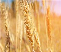 الزراعة توضح حقيقة ندرة القمح في الأسواق وتؤكد زيادة حجم التوريد | تفاصيل