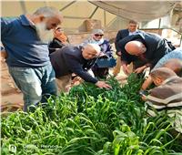 «الزراعة» تتابع محصول القمح فى كفر الشيخ