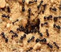 حليب النمل.. مشروب للصغار بدونه تموت الحشرات