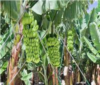 «الزراعة» توجه توصيات وإرشادات للحافظ على محصول الموز بالغربية
