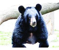 مقتل شخصين في هجوم الدببة السوداء الآسيوية في أولسان