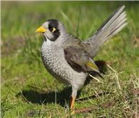 دراسة حديثة| الطيور الريفية تصبح عدوانية في المناطق ذات التلوث الضوضائي