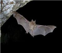  علماء: الخفافيش يهدوون البشرية بمرض جديد
