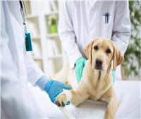 الأطباء البيطريون يدقون ناقوس الخطر بشأن إنفلونزا الكلاب في أمريكا