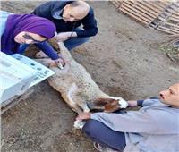 «بيطري الشرقية»: إجراء المسح التناسلي والتلقيح الاصطناعي لـ8 آلاف رأس ماشية