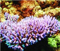 للمرة الأولى في التاريخ.. تجميد شعاب الحاجز المرجاني في المحيط 
