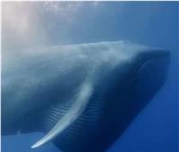 بقايا الحيتان تكشف رحلة هجرتها عبر المحيطات 