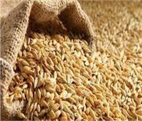توريد 61 ألف طن من الأرز الشعير لمواقع التجميع بالشرقية 