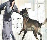 النيابة تصرح بدفن جثمان الطبيبة ضحية الكلاب الضالة بحدائق الأهرام