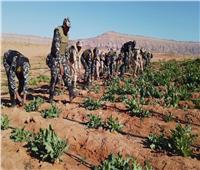 قوات حرس الحدود تقوم بحملة مكبرة للبحث والتفتيش على الزراعات المُخدرة بسيناء