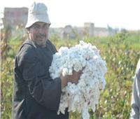 «الزراعة»: خطة لاستعادة مكانة القطن المصري عالميًا