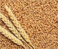 الشرقية تتصدر المركز الأول لتوريد القمح بـ630 ألف طن 