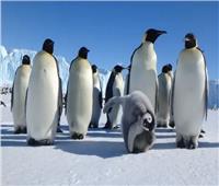 خبراء: 97 % من حيوانات القارة القطبية يمكن أن تنقرض بحلول نهاية القرن