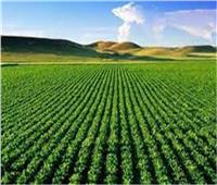 أستاذ زراعة: الحفاظ على المزروعات المصرية نافذة حماية الأمن الغذائي