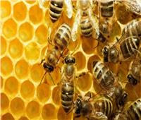 لأول مرة في العالم.. إنتاج لقاح لحماية النحل من الأمراض   