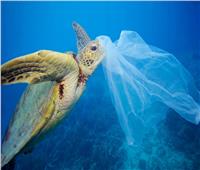 إنقاذ سلحفاتين من خطر الانقراض بسبب البلاستيك