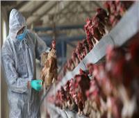 اليابان تذبح 930 ألف دجاجة بسبب إنفلونزا الطيور