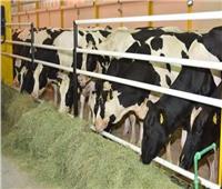 التحالف الوطني يخطط لتوفير 100 ألف رأس من الأبقار عالية الإنتاج