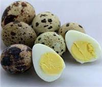 بيض السمان.. بروتين رخيص وبديل للعلاج